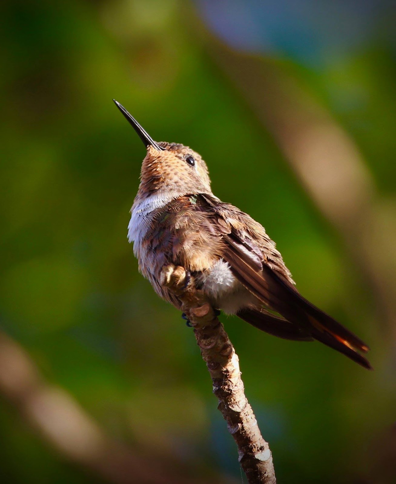 The Baiting Hollow Hummingbird Sanctuary Donna DeSousa visits Calypso