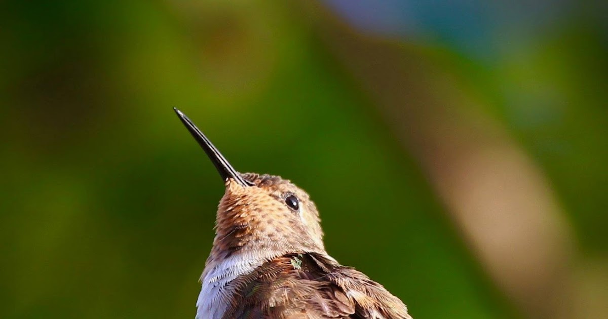 The Baiting Hollow Hummingbird Sanctuary Donna DeSousa visits Calypso