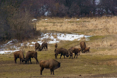 zimbriBucsaniwisentbisonbonasusZimbrariaNeagraBucsaniTargovisteDambovita