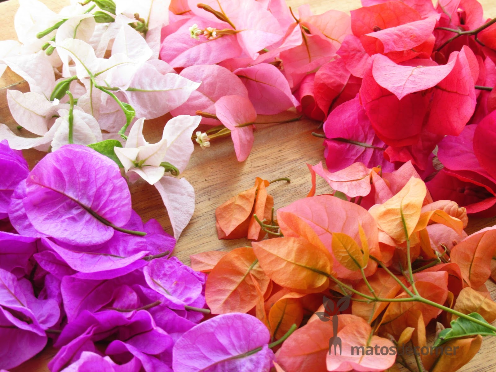 Bougainville tea ou refresco de flores primavera