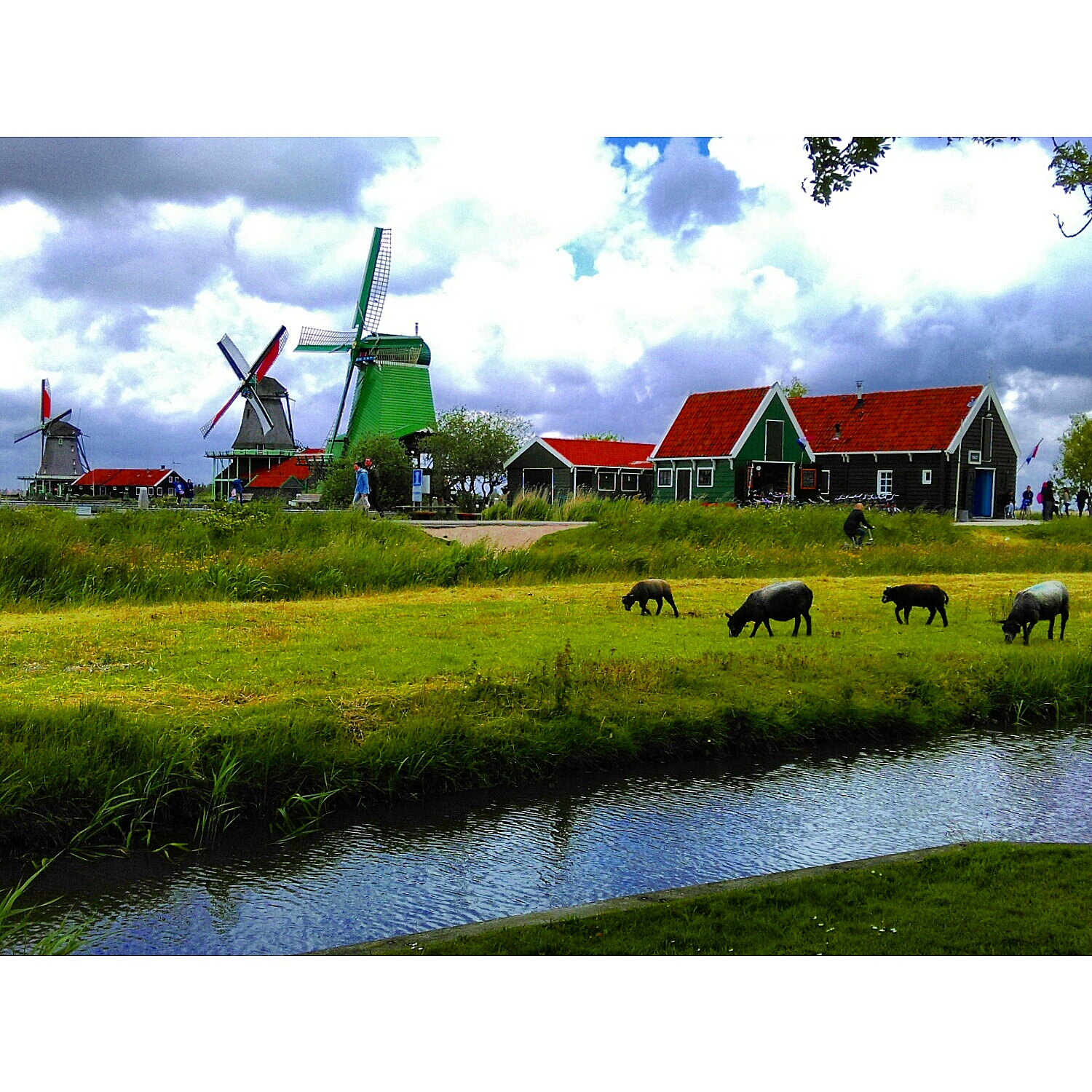 Dördüncü Yaprak Hollanda�nın Yel Değirmeni Köyü Zaanse Schans