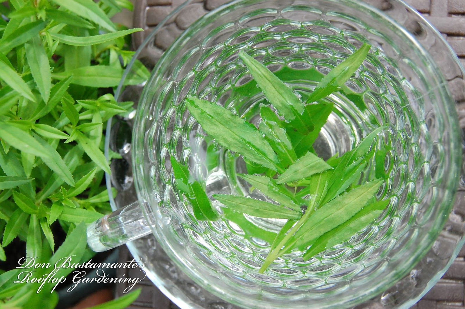 Don Bustamante's Rooftop Garden Tarragon Tea