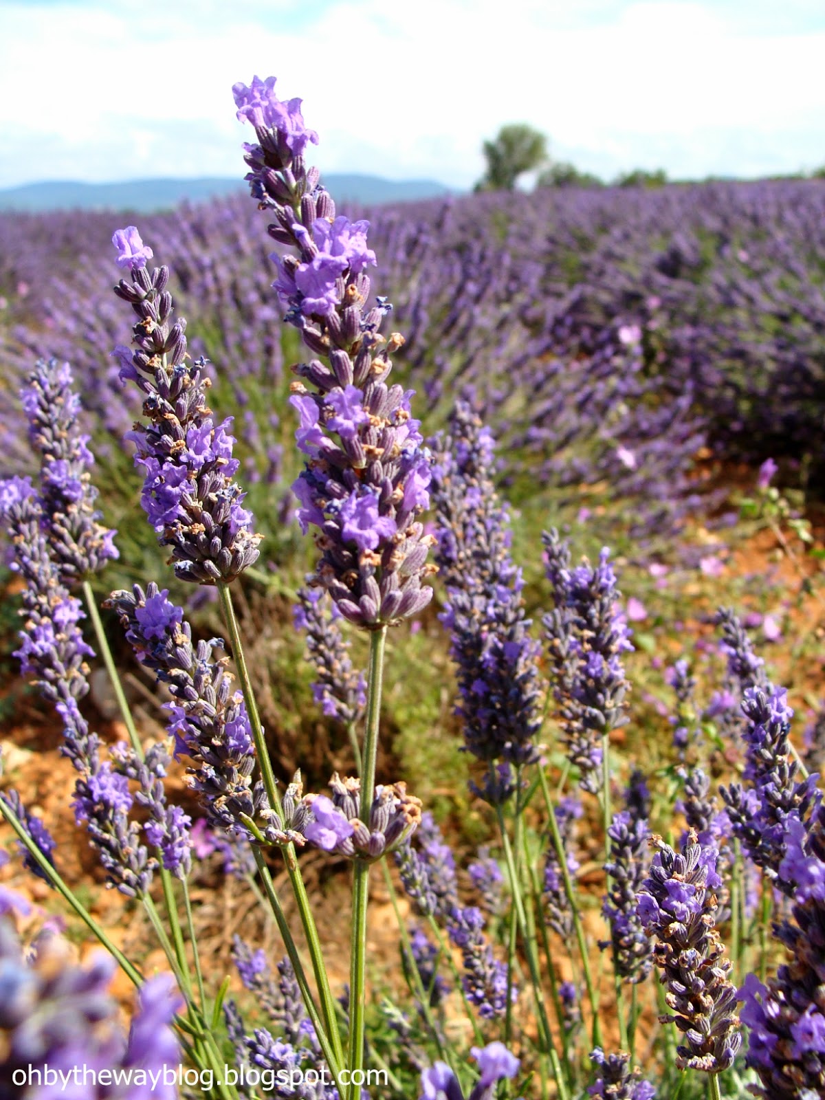 Oh, by the way... The Lavender Harvest, Provence, 2014