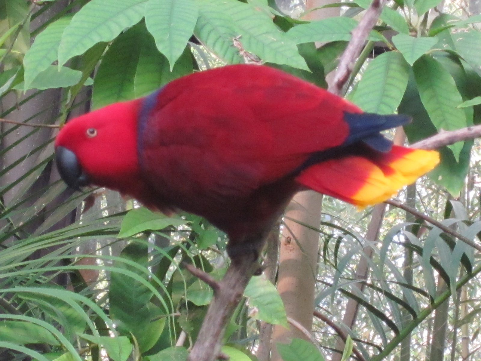 Travel NC With Kids North Carolina Zoo Aviary So Much Beauty Under