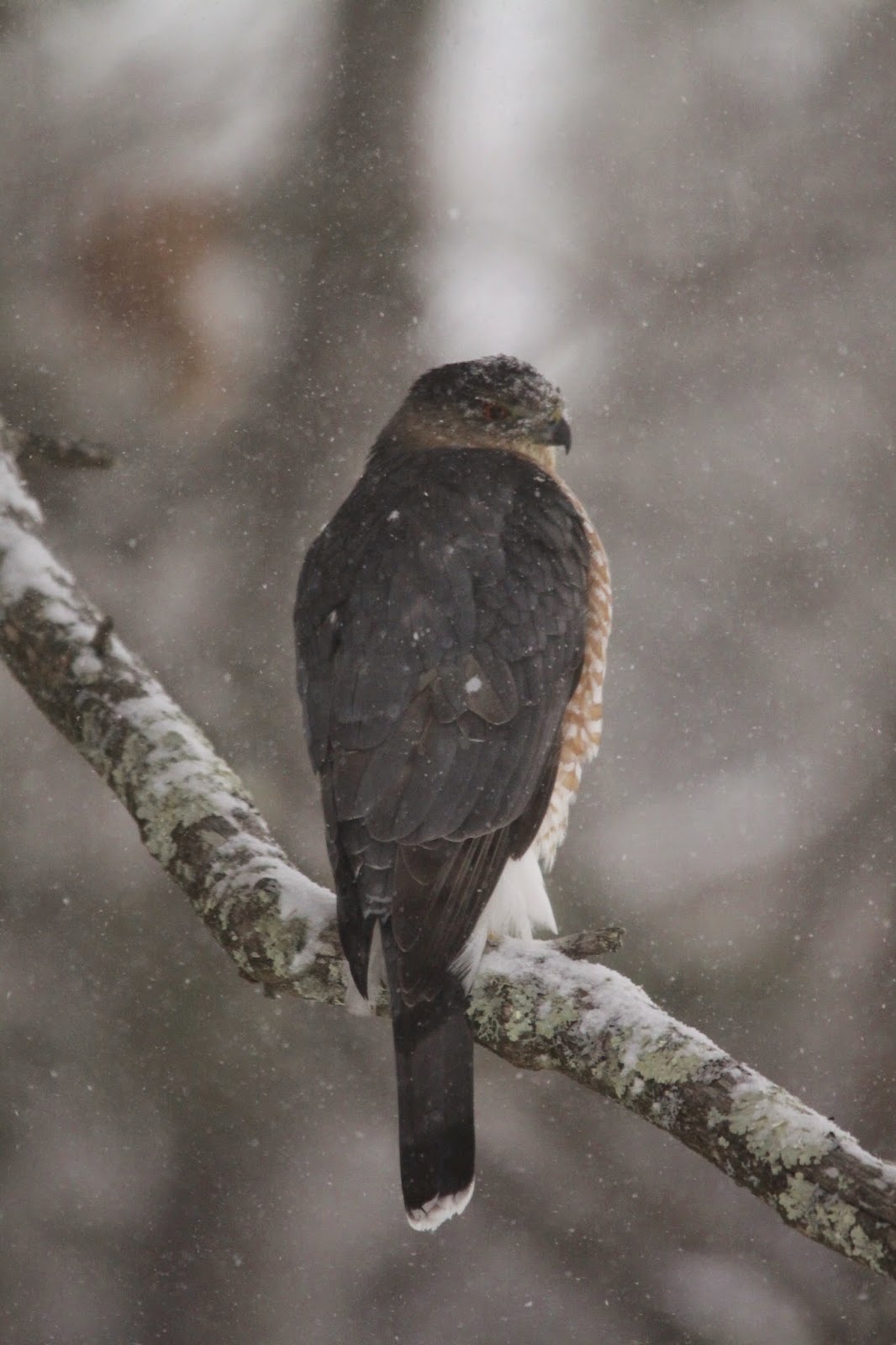 Coopers Hawk on the hunt