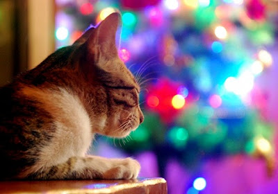 Girl Travel Factor: Merry Christmas from Cat