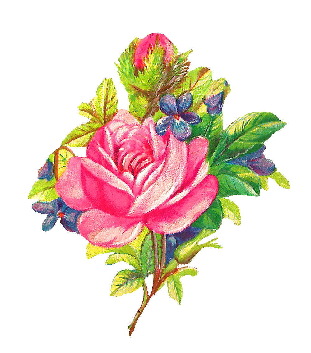 Antique Images: Botanical Art Pink Rose Digital Flower Download Clip Art