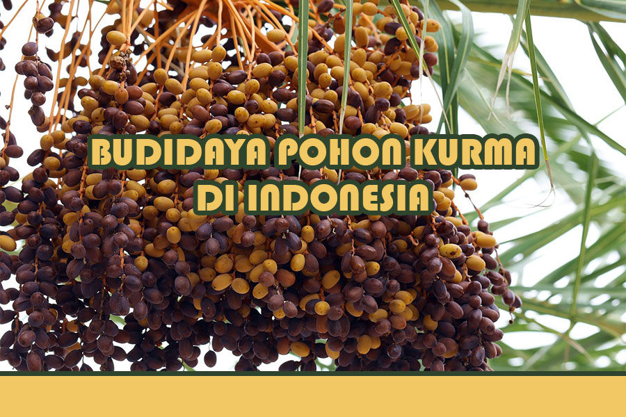 Cara Budidaya Pohon Kurma Dari Biji di Indonesia andaikans