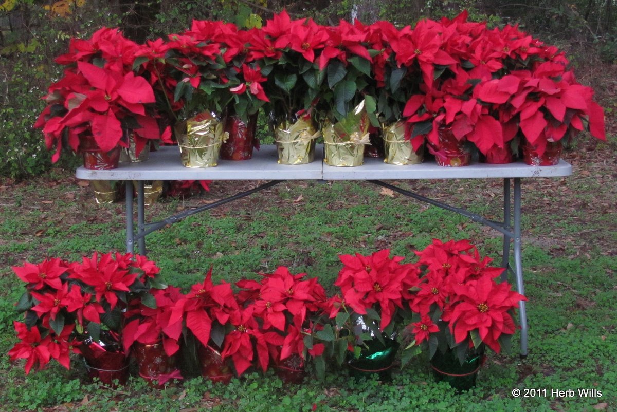 Trouble Afoot! Lake and Showman trail no one at Tannenbaum Trail 6K