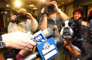 Cat Defender Special Agent Fred the Cat Goes Undercover in Order to