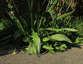 Ribwort Plantain leaves beside tarmac path.