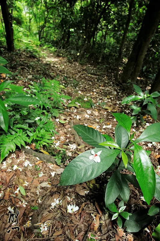 鳥瞰桃園盆地景點|五十份山登山步道