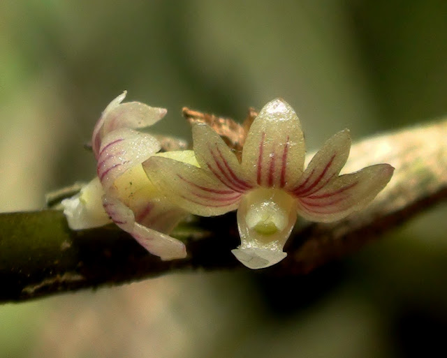 Wild orchids in sumatra: Aporum aloifolium (Blume) Brieger, 1981 f ...