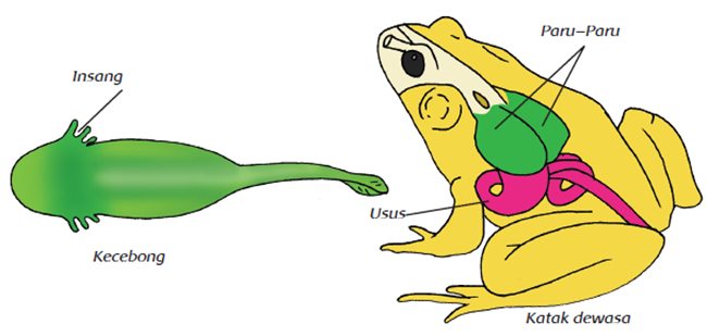 Alat dan Sistem Pernapasan pada Beberapa Jenis Hewan Pernapasan pada hewan pada dasarnya sama dengan pernapasan pada manusia Alat dan Sistem Pernapasan pada Beberapa Jenis Hewan