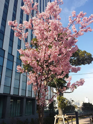 Sakura Tree in Odaiba Tokyo Japan