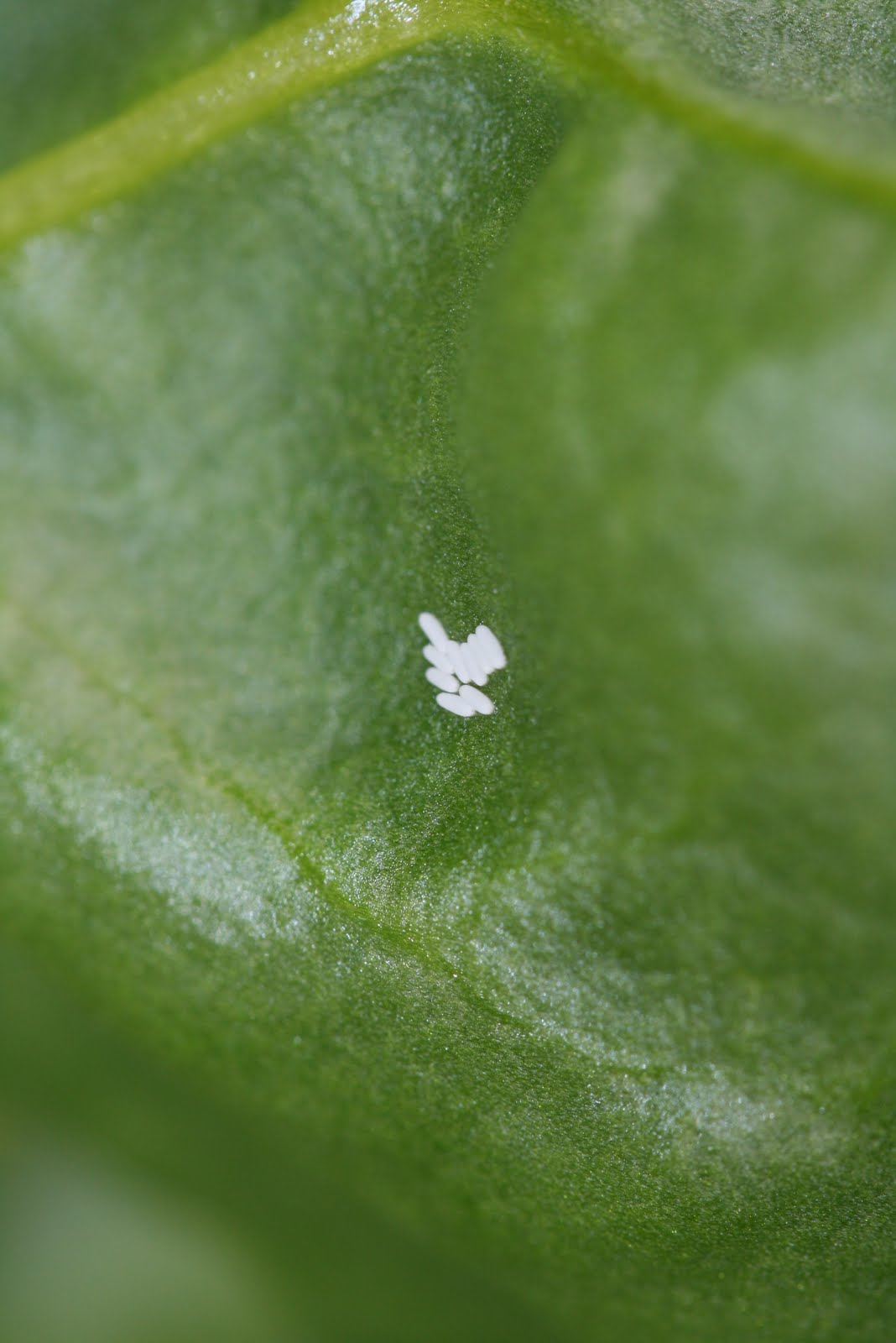 Tasty Travels... food talks, I listen Leaf Miner Eggs