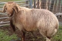 jenis jenis domba, domba finsheep berasal dari luar negri dan ternak domba penghasil susu 