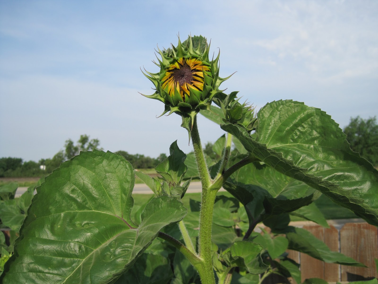 On Crooked Creektt The Sunflower Patch!