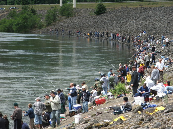 The Fisheries Blog American shad Invading the West