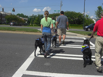 Picture of Rudy in coat/harness crossing a 'crosswalk' with me