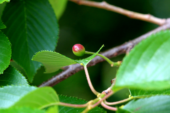 雑談散歩 ソメイヨシノの木に 果実が実った