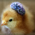 Baby Chicks In Hats