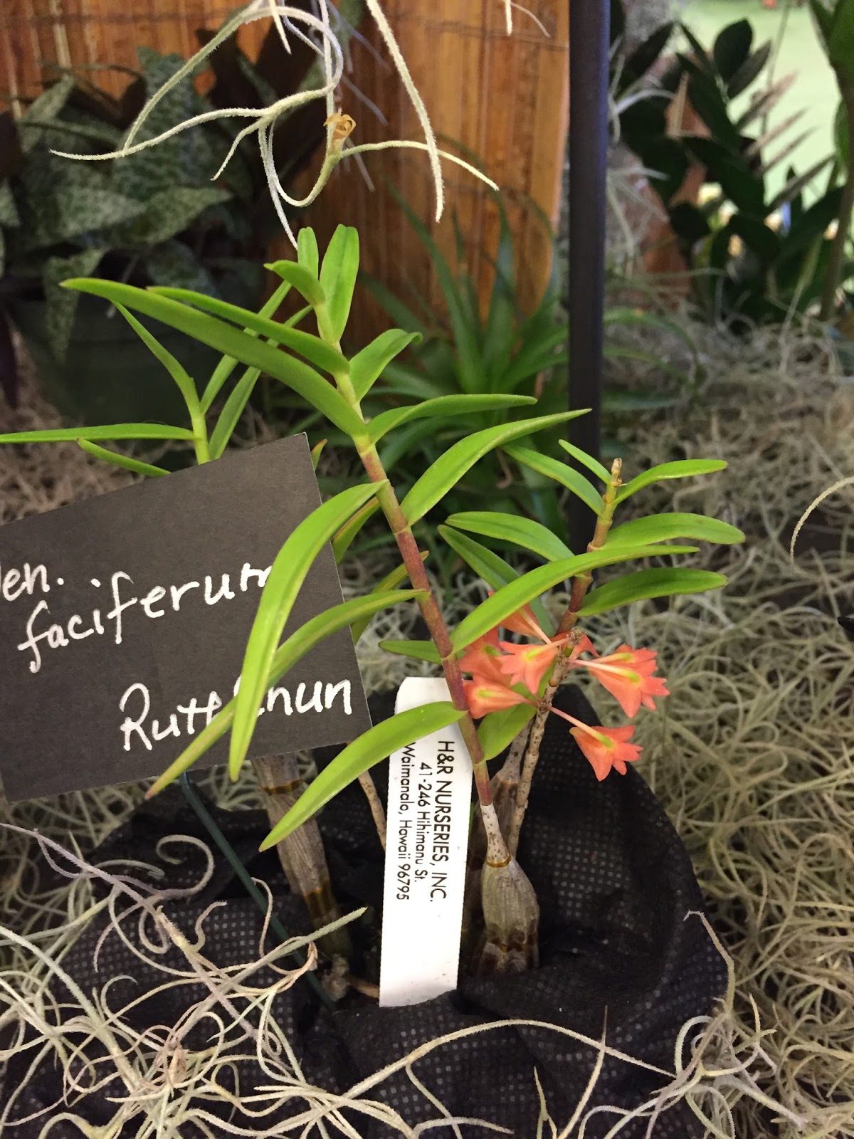 The Succulents and Pottery Compulsion Kunia Orchid Society Plant Sale