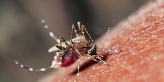 Waspadai Virus Zika Berjangkit di Indonesia 