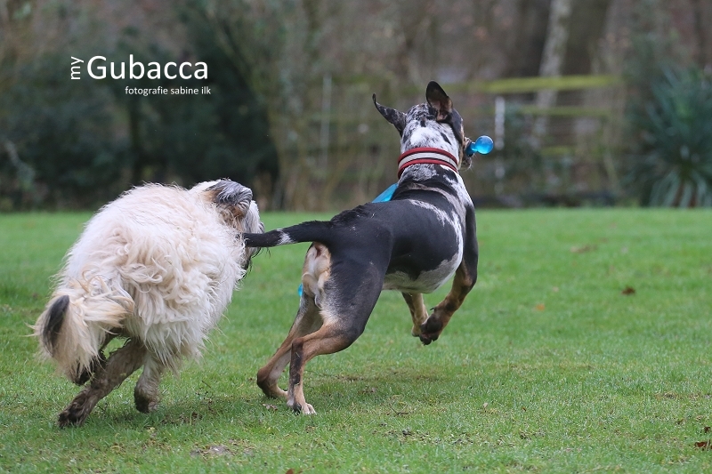 243. bis 245. Tag Ziemlich beste Freunde… Hundeblog My Gubacca