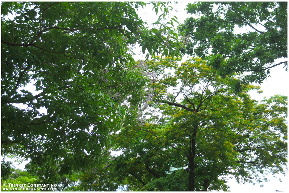 breathing space Dainty blooms of the strong narra and molave