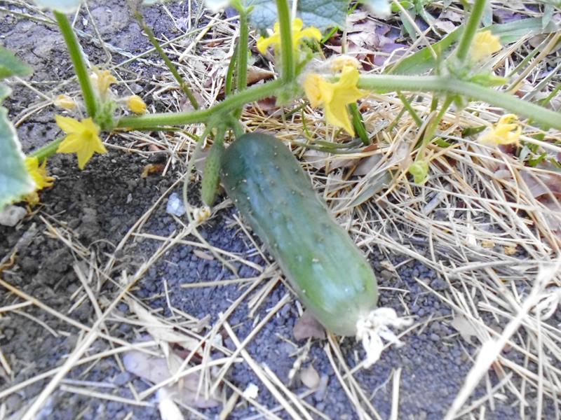 5 Vegetables for 5 Gallon Bucket Container Gardens Greens and Machines