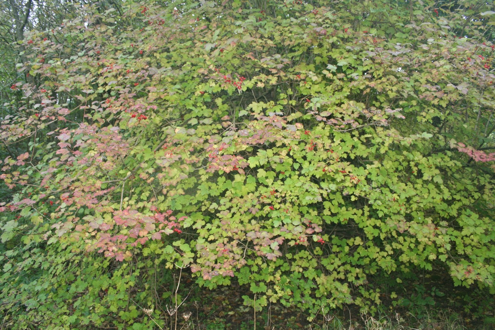 Rose Bush Leaves Turning Yellow