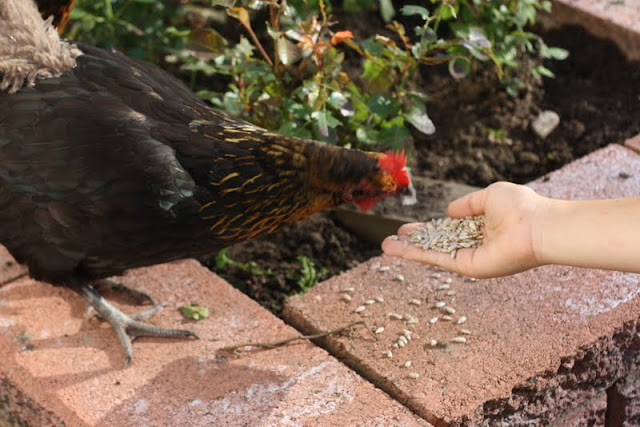 naiset, jotka rakas tavat valtavia kukkojamittaaminen iso penis