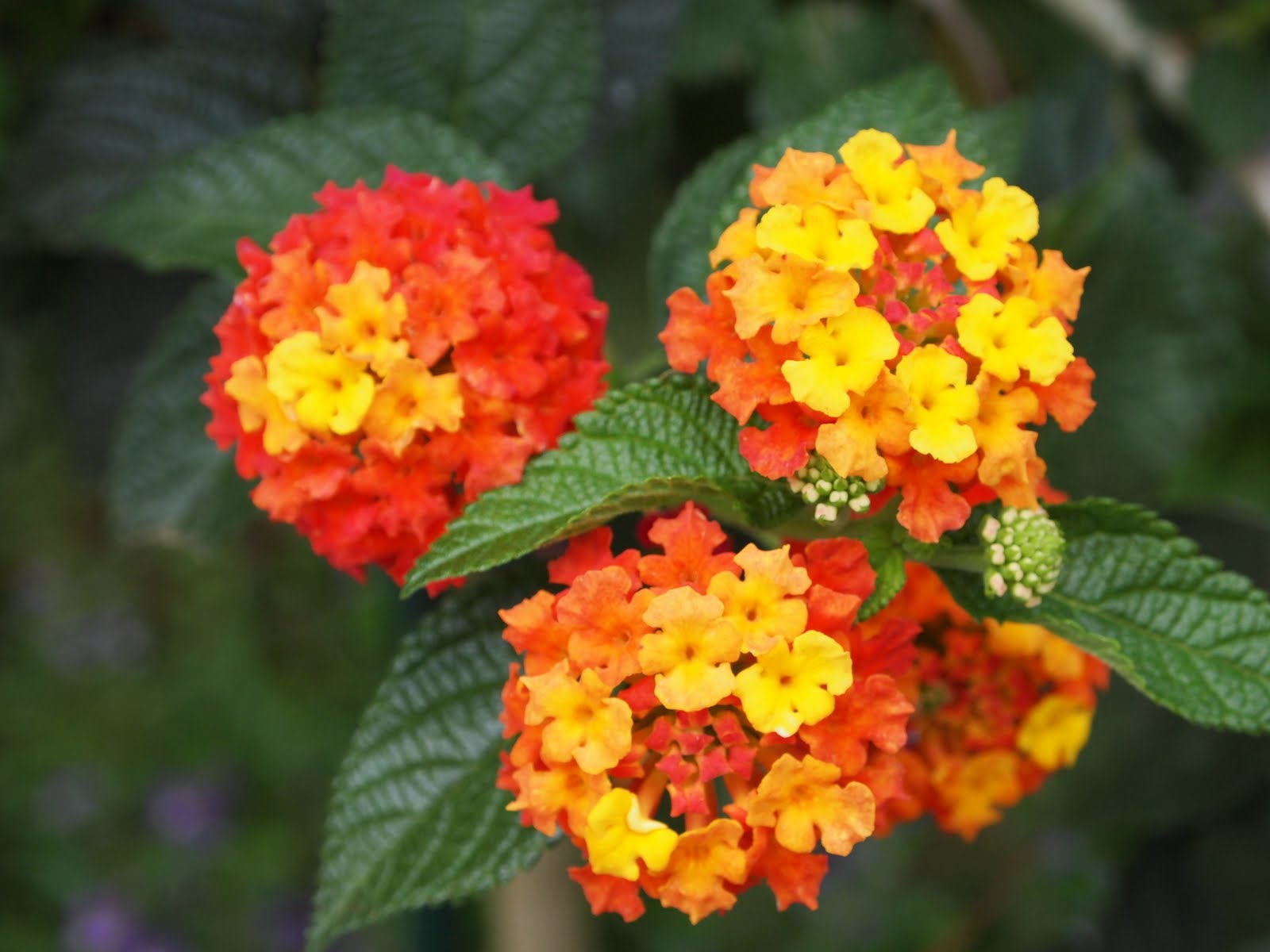 Лантана Lantana 2001