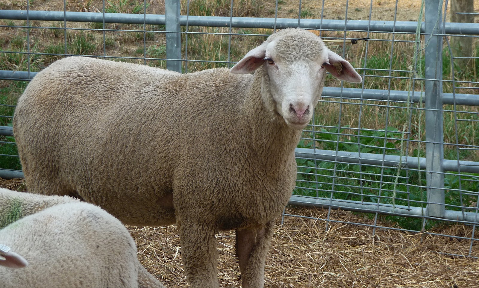 Wild Rose Farm Sorting Sheep!