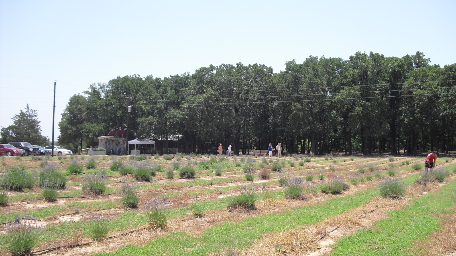 Cozy in Texas Lavender Ridge Farms