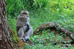 curug nangka bogor