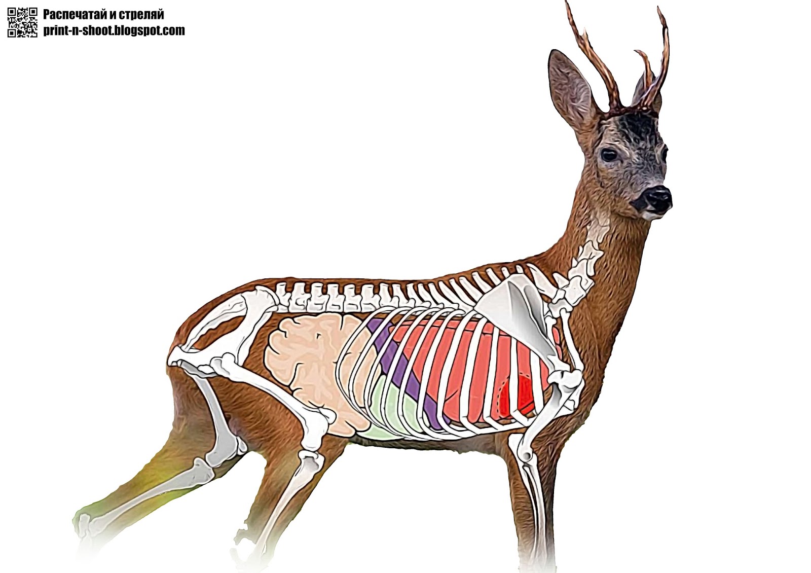 Орган оленя. Анатомия оленя косули. Анатомия сибирской косули. Анатомия косули скелет. Скелет оленя сбоку.