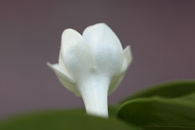Stephanotis floribunda (Madagascar jasmine) open flower rear
