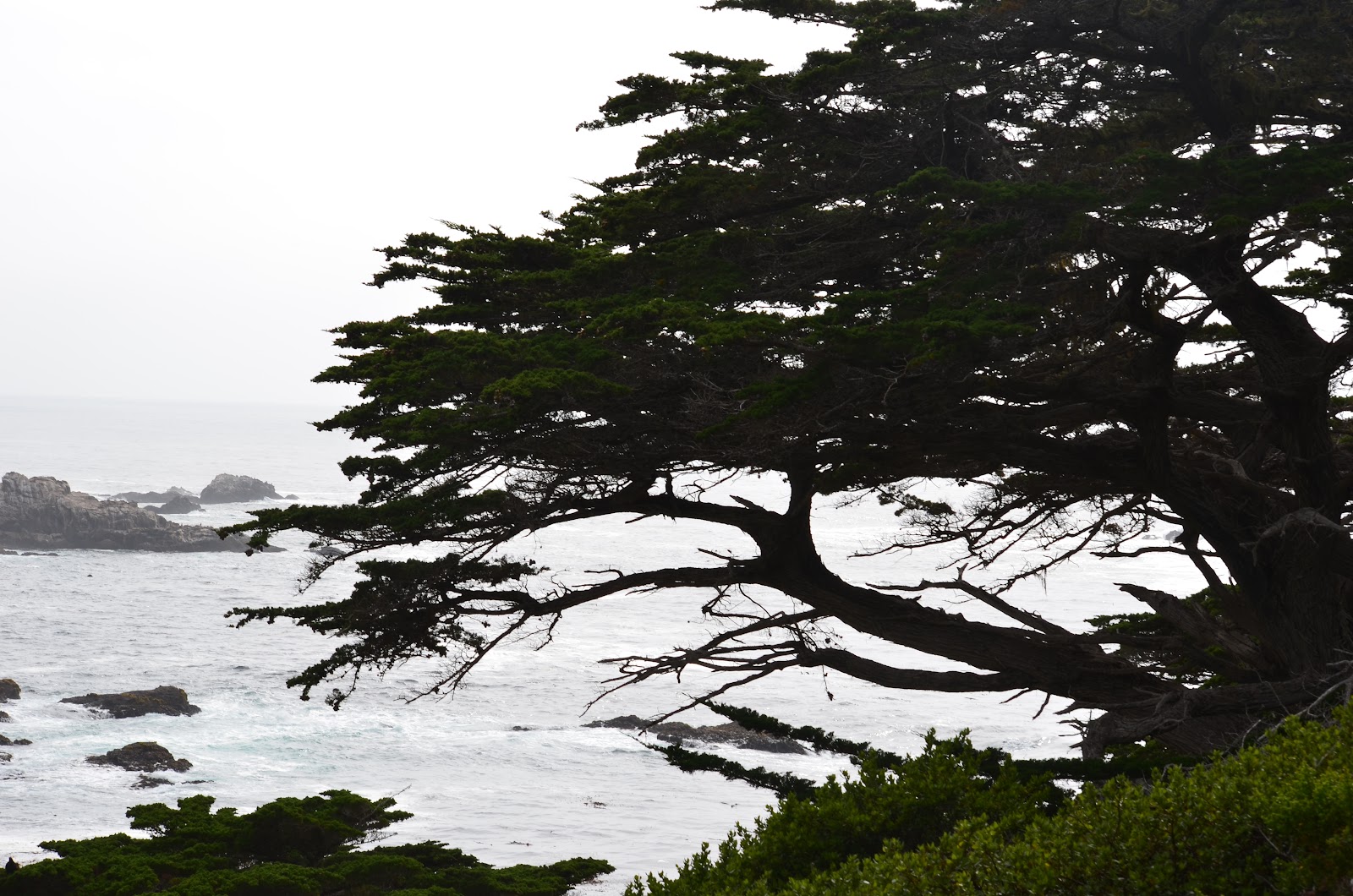 Tough is not enough Moss Landing & Point Lobos State Park, Monterey
