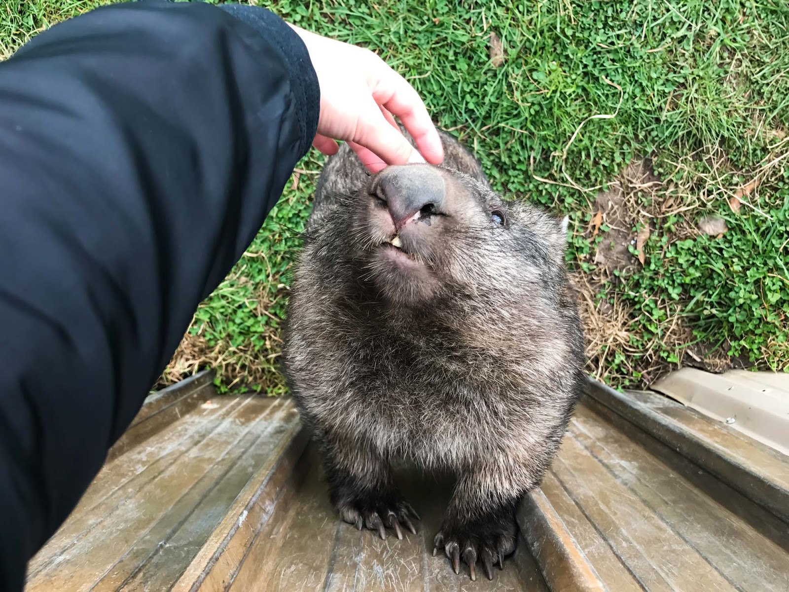 wombat likes pats 