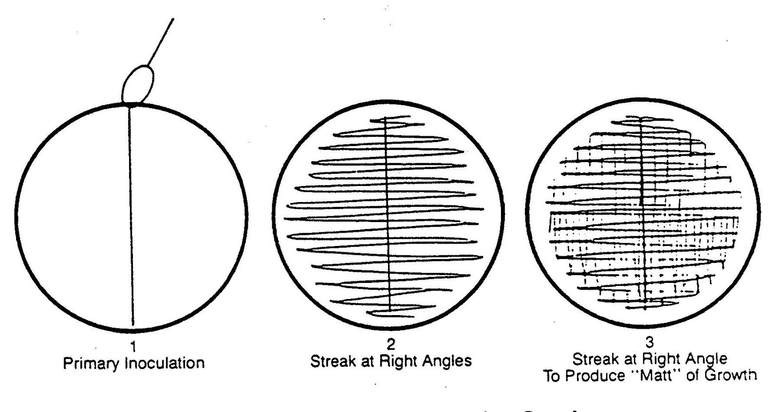 Streaking (microbiology)