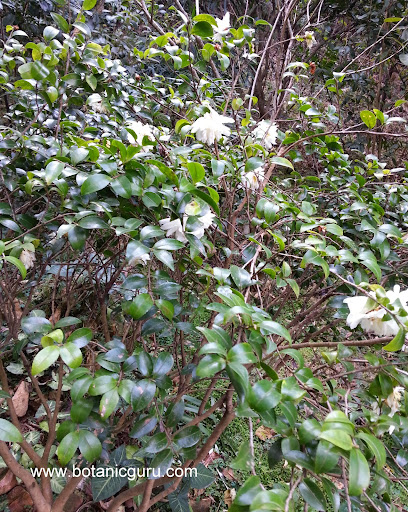 Camellia sasanqua