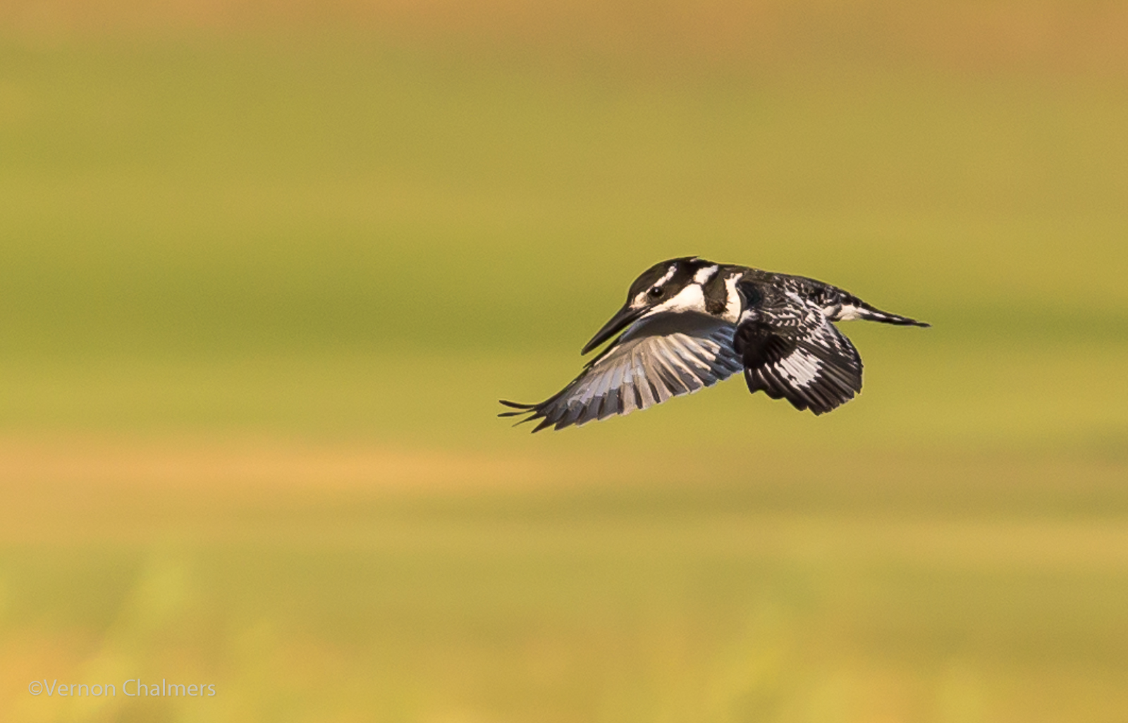 Vernon Chalmers Photography Birds in Flight Photography with Canon EOS 6D