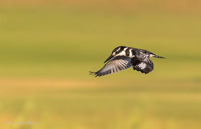 Birds in Flight Photography with Canon EOS 6D / EF 70-300mm f/4-5.6L IS USM Lens Birds in Flight Photography with Canon EOS 6D / EF 70-300mm f/4-5.6L IS USM Lens
