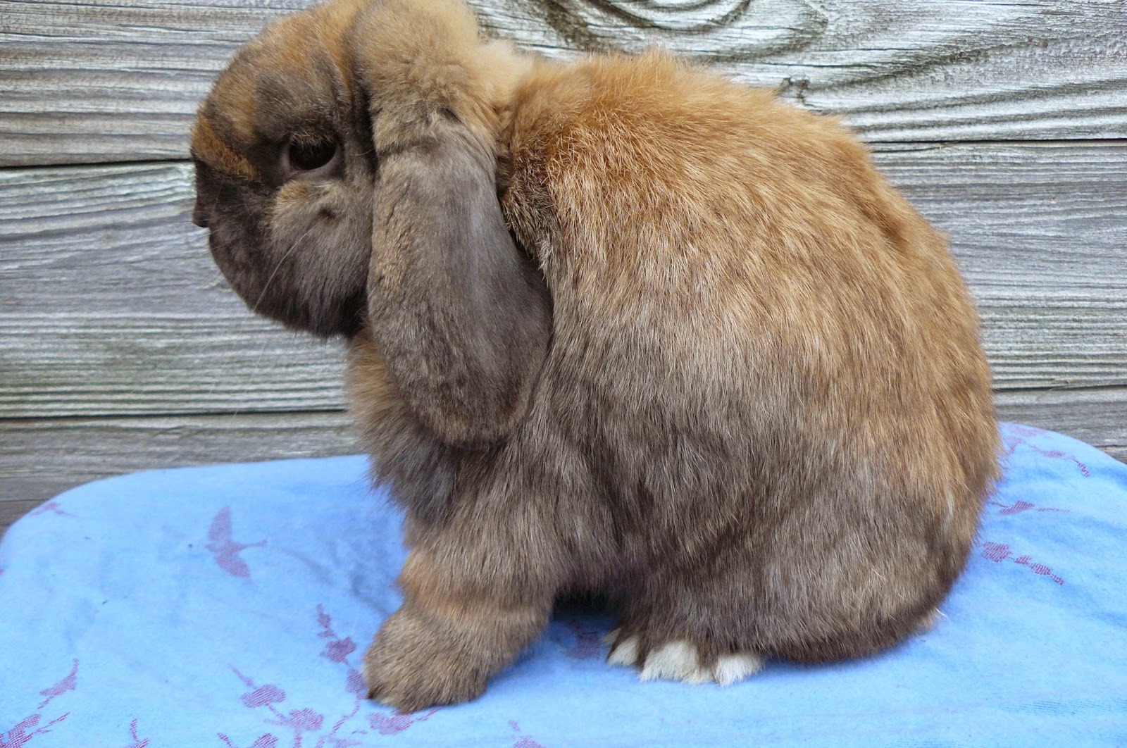 DangerBunny Farm Holland Lops