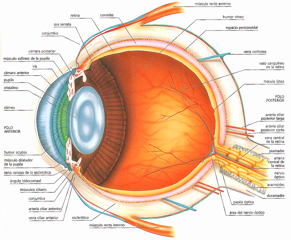 Глаза биологи. Строение глазного яблока анатомия. Строение зрительного анализатора глазное яблоко. Строение глаза человека схема. Строение глаза сбоку.