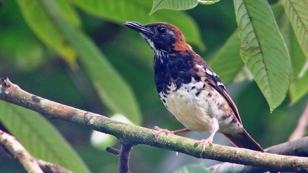 24+ Ciri2 burung ciblek jantan muda terupdate