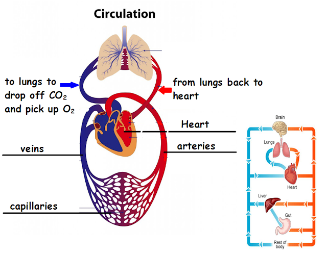 science-7-respiratory-and-circulatory-diagrams