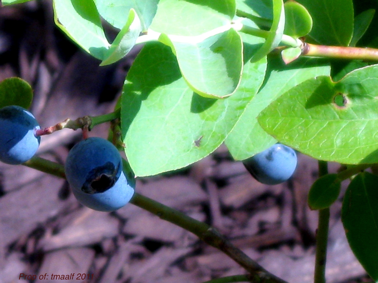 Two Men and a Little Farm HOUSTON, WE HAVE BLUEBERRIES
